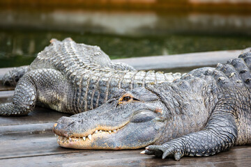 Large menacing danger reptile, big American alligator (Alligator mississippiensis)