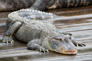 Large menacing danger reptile, big American alligator (Alligator mississippiensis)