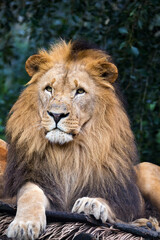 Naklejka na ściany i meble head portrait of majestic male of Southwest African lion or Katanga lion, Panthera leo bleyenberghi