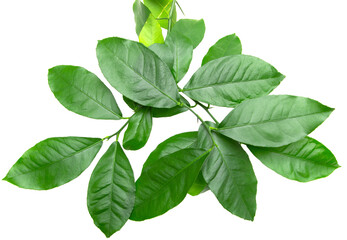 green branches with lemon leaves on white background