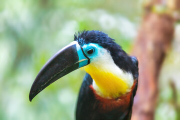 bird hannel-billed toucan (Ramphastos vitellinus) stands on the tree, the channel-billed is brightly marked and has a huge bill. Home of bird is tropical South America