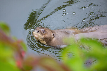 Giant Otter - Pteronura brasiliensis, large fresh water carnivore from South American rivers.