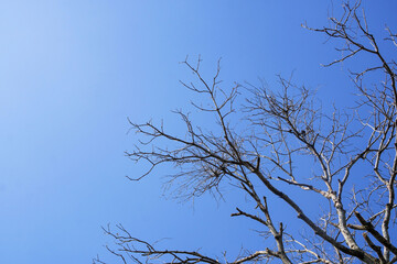Dead and dry big tree blue sky background . - 397981479