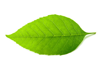 Fototapeta na wymiar Green ash leaf on white background