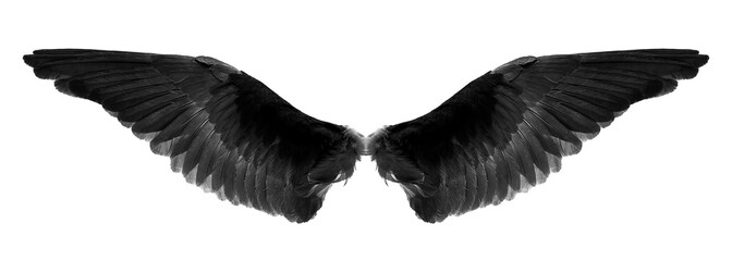 black wings on a white background,isolated