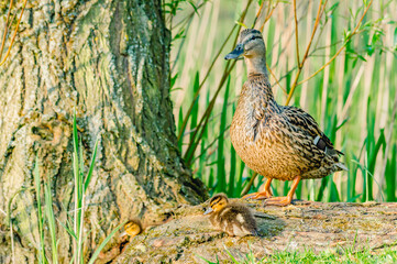 Samica Kaczki Krzyż&oacute;wki z młodymi o poranku w jednym z Warszawskich park&oacute;w.