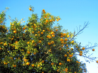 Fototapeta premium Yuzu tree with lots of fruit