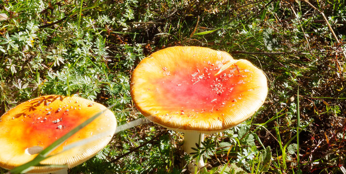 (Amanita jacksonii) Amanite de Jackson ou le César fuselé d'Amérique, champignon au chapeau fibreux, jaune orangé à la marge pectinée, rouge au centre