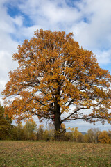 Oak tree with golden autumn foliage in sunny  day. Colorful autumn landscape.