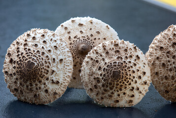 Ripe parasol mushroom Macrolepiota procera or Lepiota procera
