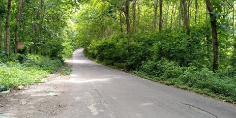 path in the park