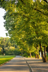 Oak-lined avenue.