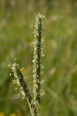 Blühendes Gras / Gräser / Grashalme, isoliert vor dem natürlichen Hintergrund einer Wiese im Frühling