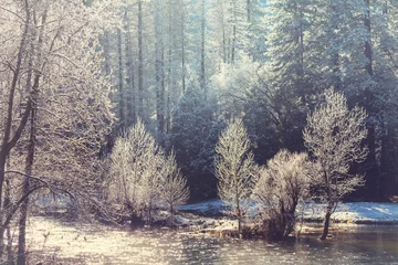 Foto op Canvas Frozen tree © Galyna Andrushko
