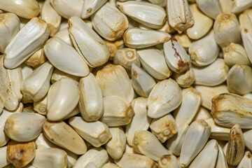 Safflower (Carthamus tinctorius) seeds in detail