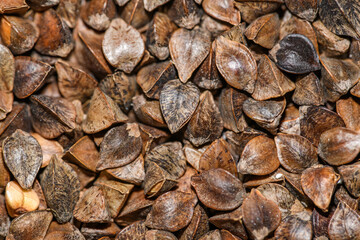 paddy buckwheat seeds in detail