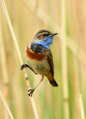 Bluethroat bird close up ( Luscinia svecica )