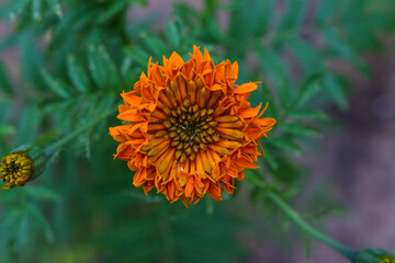 Selective focus of yellow orange Chrysanthemum indicum closeup