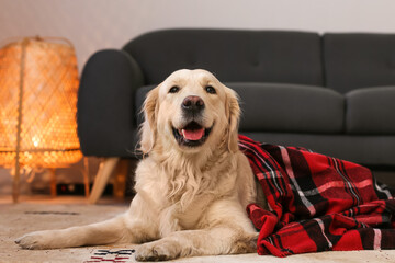 Cute dog covered with warm plaid at home. Concept of heating season