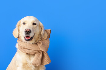 Cute dog with warm scarf on color background. Concept of heating season