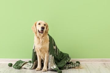 Cute dog covered with warm plaid near color wall. Concept of heating season