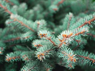 Beautiful evergreen blue spruce branches as a christmas background, close up with a shallow focus.