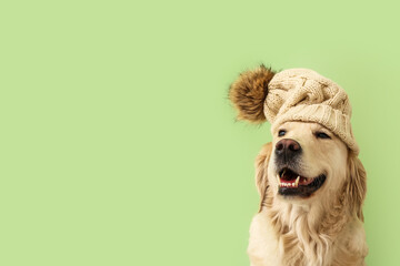 Cute dog in warm hat on color background. Concept of heating season
