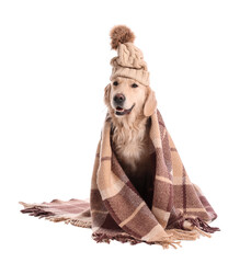 Cute dog in hat and with warm plaid on white background. Concept of heating season