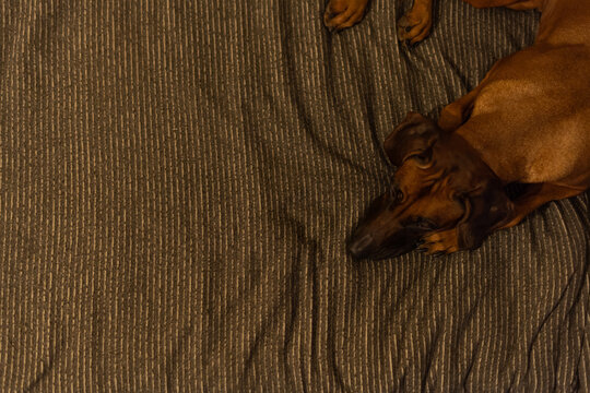 The Dog Lies On The Blanket. View From Above