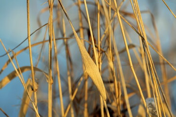 Foggy winter landscape with bushes and trees, soft daylight