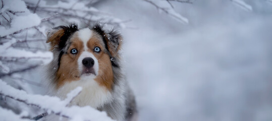 Dog, Australian Shepherd in the snow, looking at the camera through a snowy bush.