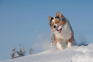 Dog, Australian Shepherd jumps, runs, raging with joy in the snow - 397986074