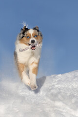 Dog, Australian Shepherd jumps, runs, raging with joy in the snow - 397986252