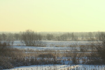 Foggy winter landscape with bushes and trees, soft daylight