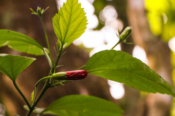 Hibiscus flower (disambiguation),