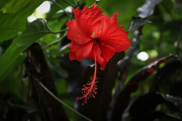 Obraz premium Beautiful red color Hibiscus flowering plant