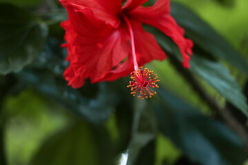 Beautiful red color Hibiscus flowering plant