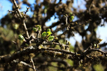 Budding on tree branches in early spring. The beginning of spring in the forest.