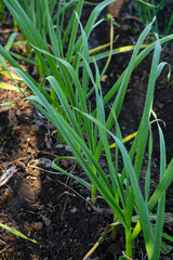 Green spring garlic in the garden, nature