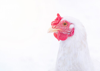 white chicken on a light background