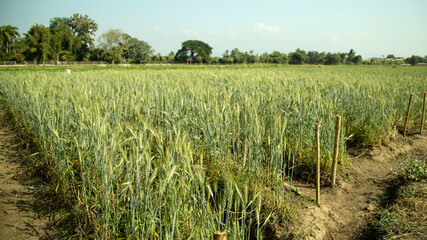 Obraz premium backgroun of fresh green field in wheat farm.