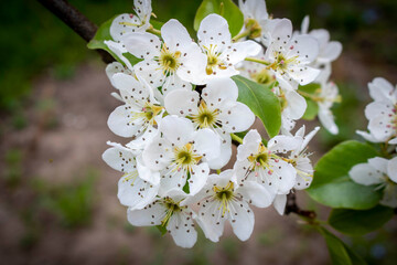 Blooming pear tree in spring. Close up. Selective focus.