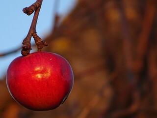 Ein einzelner, roter Apfel hängt einsam an einem Apfelbaum