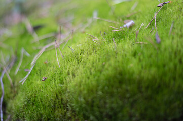 лесной  мох, трава