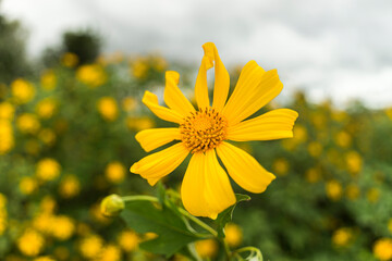 close-up of wild anemone flowers ( another name is wild sunflowers). Nature and travel concept
