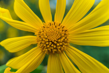 close-up of wild anemone flowers ( another name is wild sunflowers). Nature and travel concept