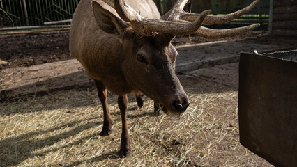 deer in the zoo