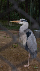 great blue heron