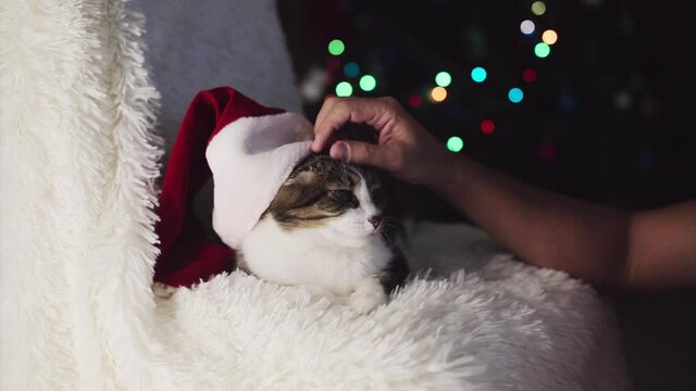 Christmas cat in Santa hat. animal and Christmas decorations. the owner strokes the cat