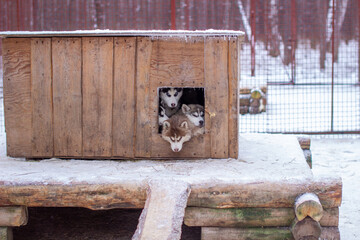 Beautiful Siberian Husky puppies in the kennel, in winter.